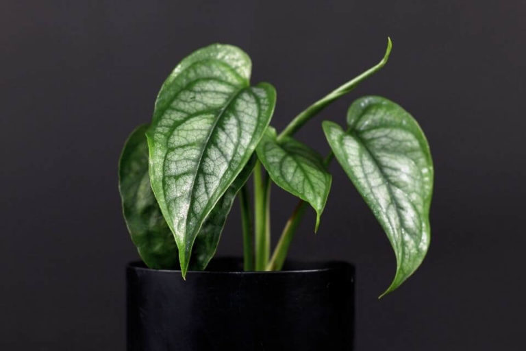 Monstera Siltepecana Care And Maintenance Guide – Plant and Propogation