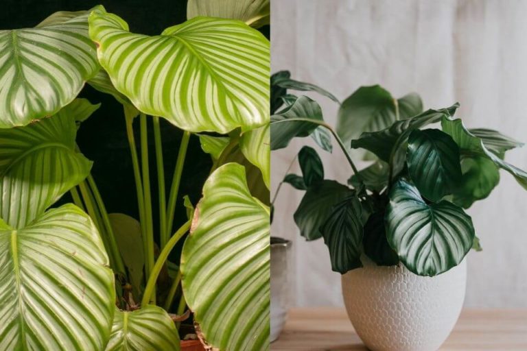 Calathea Orbifolia Care 101 - Planting, Pruning, And Propagating Guide