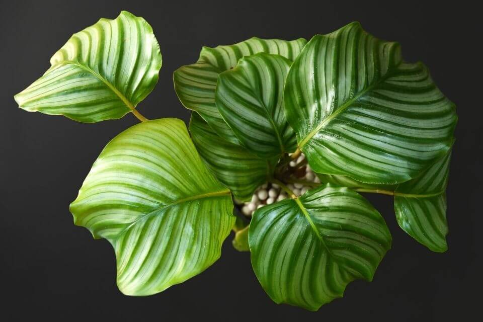 Calathea Orbifolia