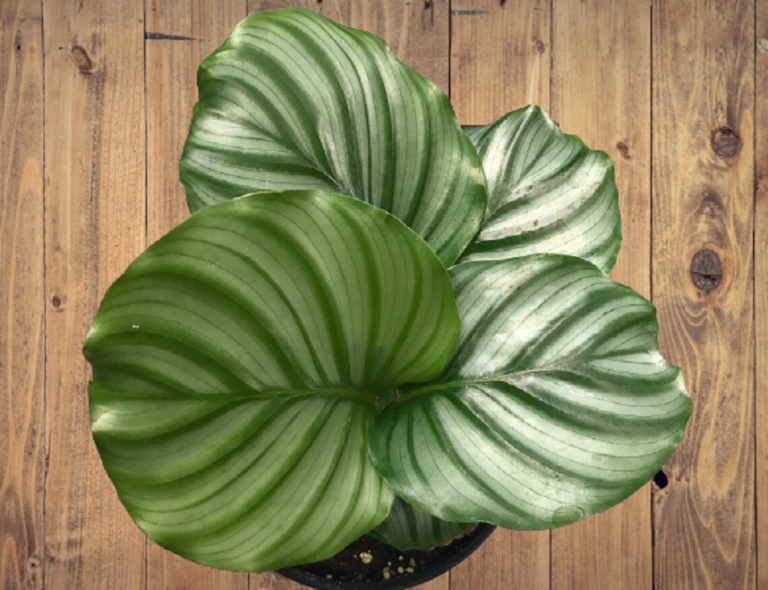 Calathea Orbifolia Care 101 – Planting, Pruning, And Propagating Guide