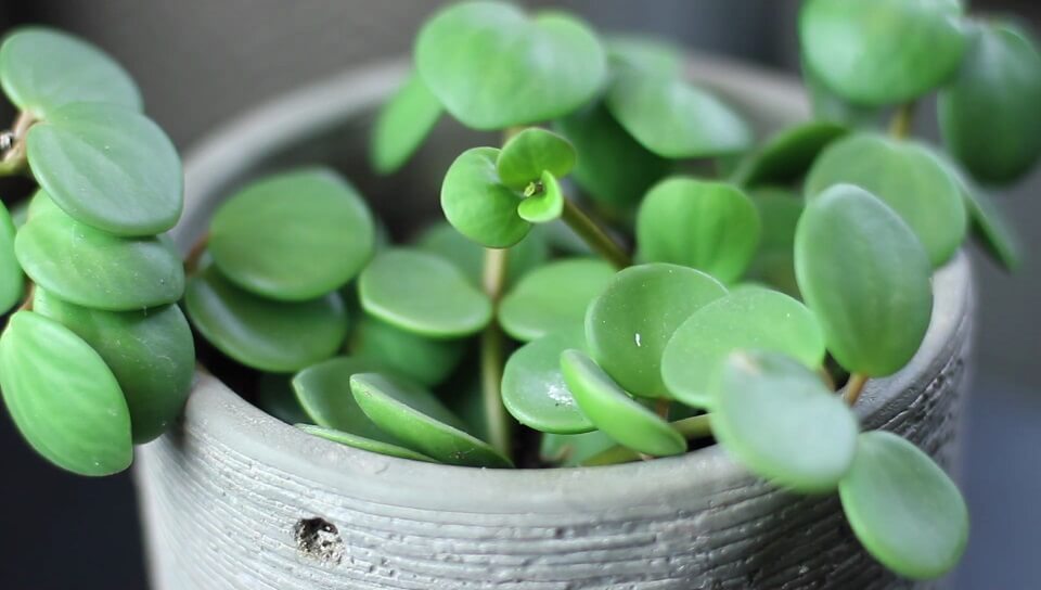 Peperomia Hope