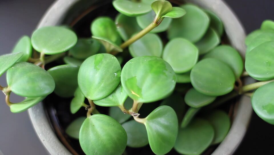 Peperomia Hope Plant