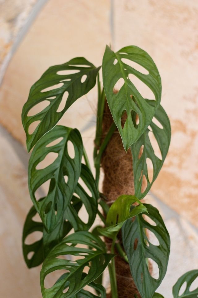 Monstera Adansonii