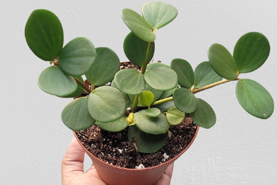 Peperomia Hope