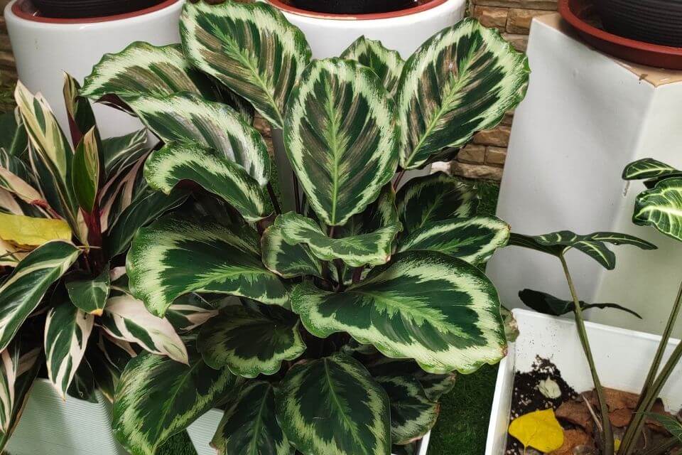 Calathea Medallion