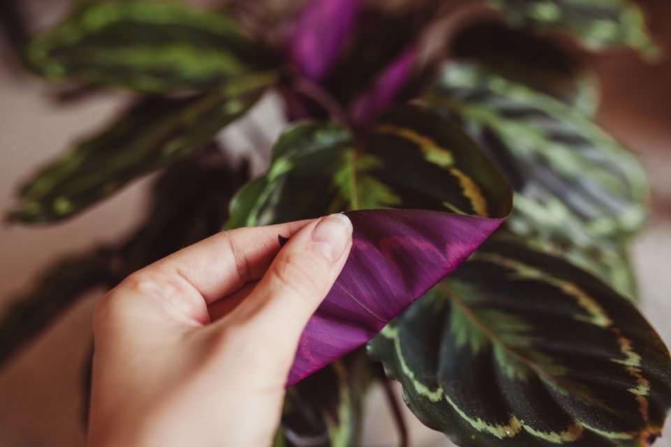 Calathea Medallion