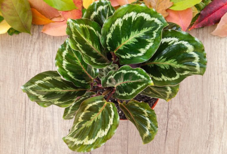 Calathea Medallion Care – Complete Guide to Care, Propagation & Grow