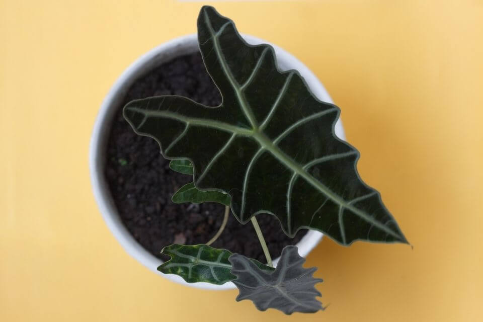 Alocasia Polly