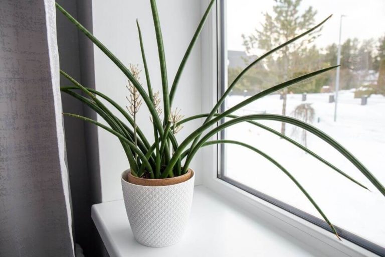 Sansevieria Cylindrica Care 101: How To Grow, Care, Propagation & Repot