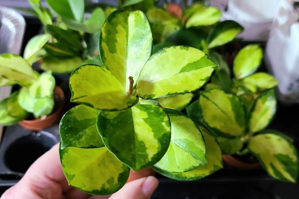 Hoya Australis Plant