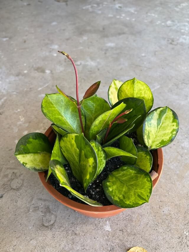 Hoya Australis Lisa