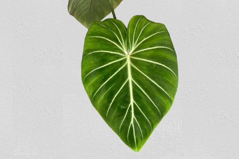 Philodendron Gloriosum Care: How To Plant, Grow, Care & Propagate