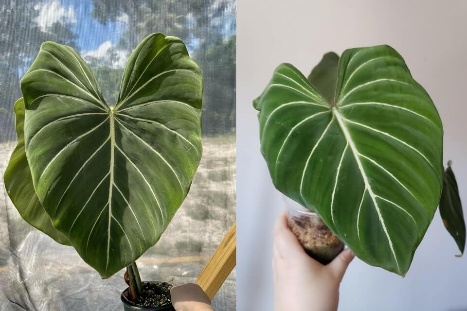 Philodendron Gloriosum