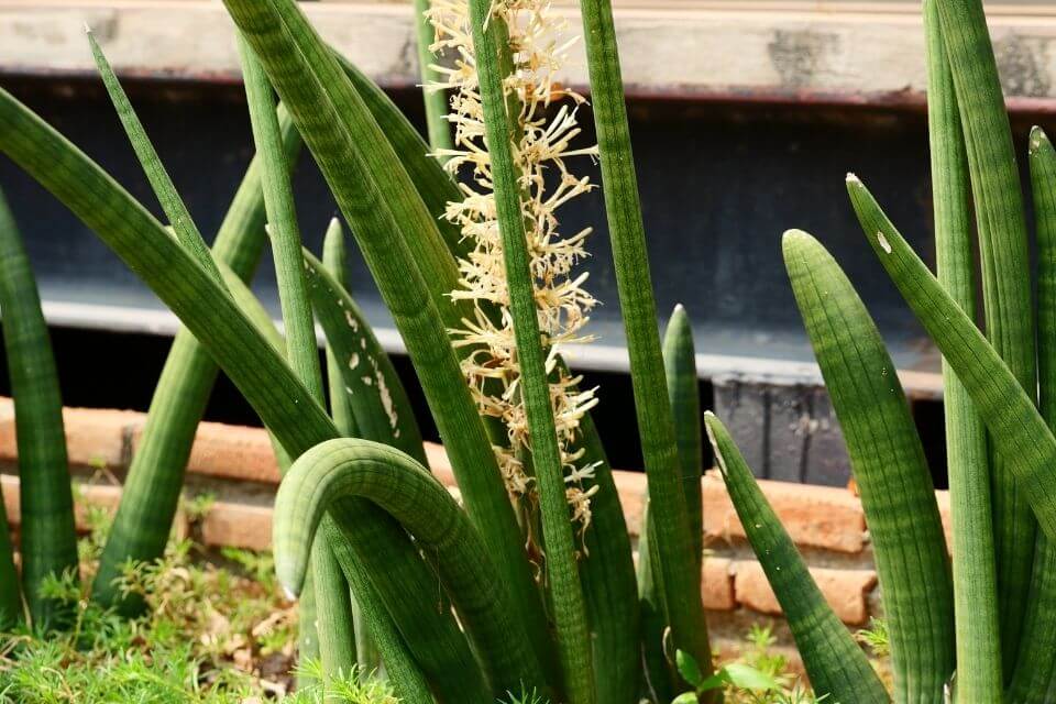 Sansevieria Cylindrica Care 101 How To Grow Care Propagation And Repot 