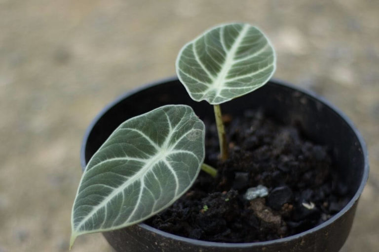 Alocasia Black Velvet Care: How To Propagate, Grow And Care