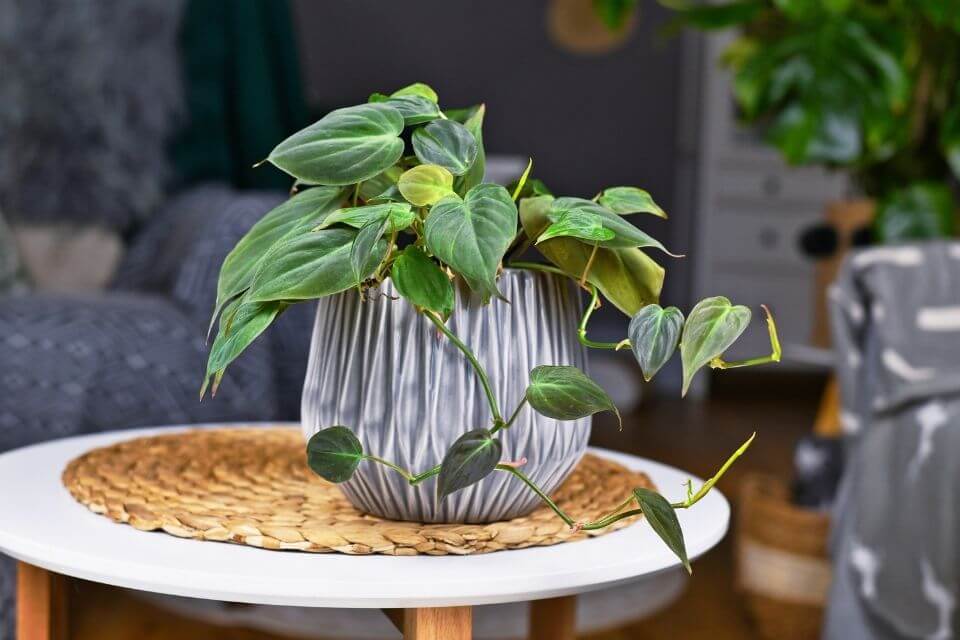 Philodendron Micans Plant