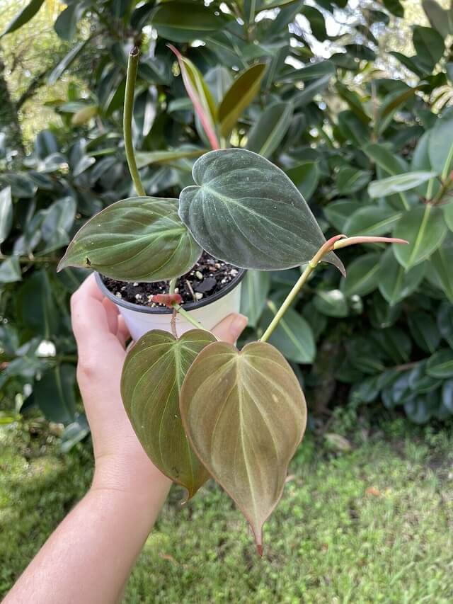 Philodendron Micans 