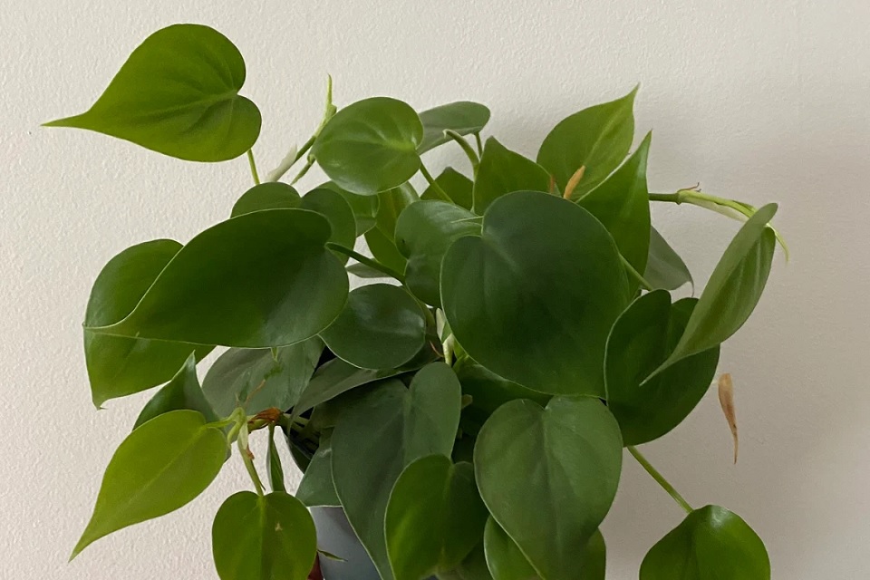 heartleaf philodendron