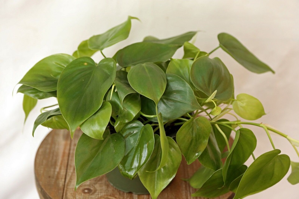 heartleaf philodendron