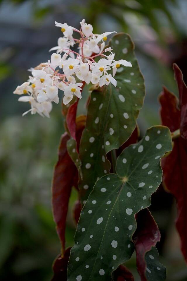 Begonia Maculata