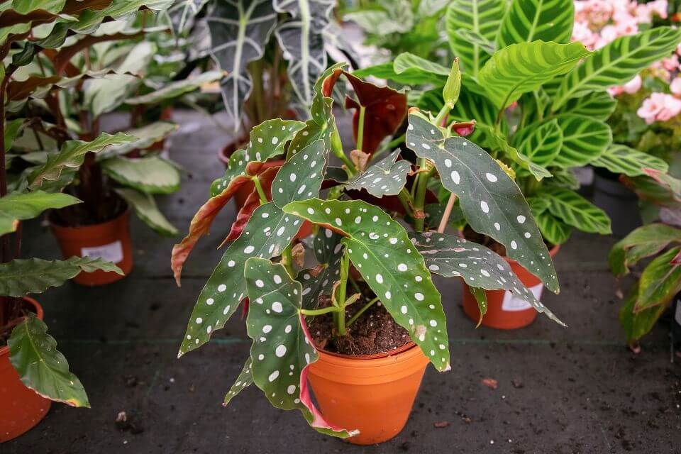 Begonia Maculata