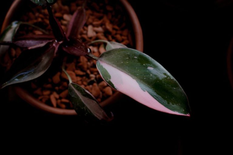 Pink Princess Philodendron Care, Grow And Propagation Guide