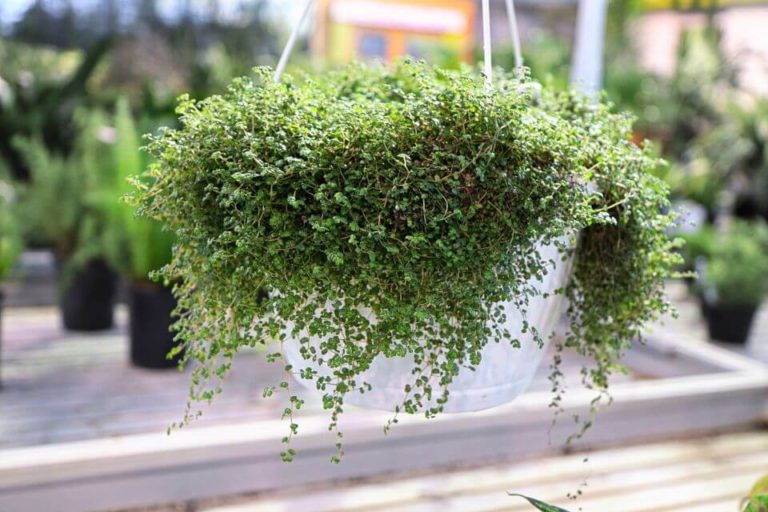 Baby Tears Plant Care: How to Grow “Soleirolia Soleirolii”