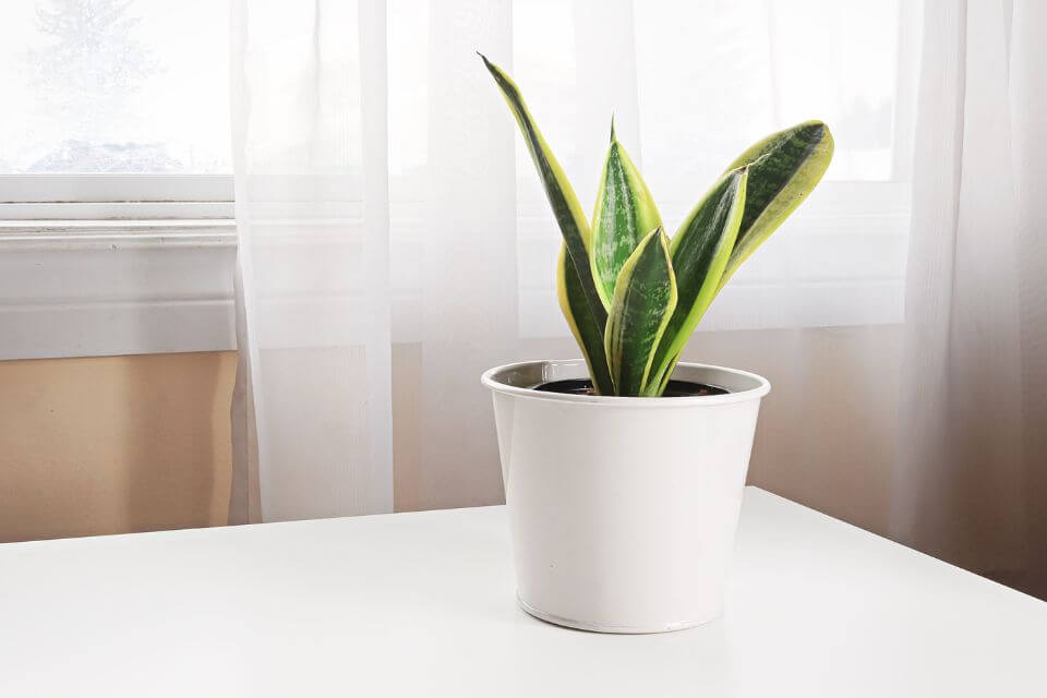 snake plant