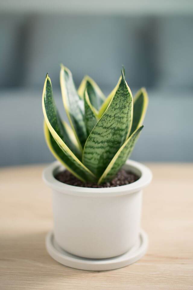 snake plant