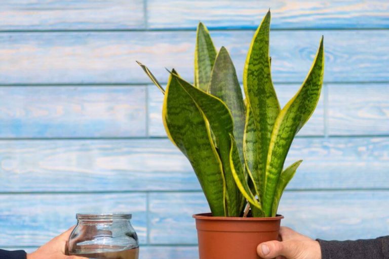 Dracaena Trifasciata Care: How To Grow and Care For Snake Plant