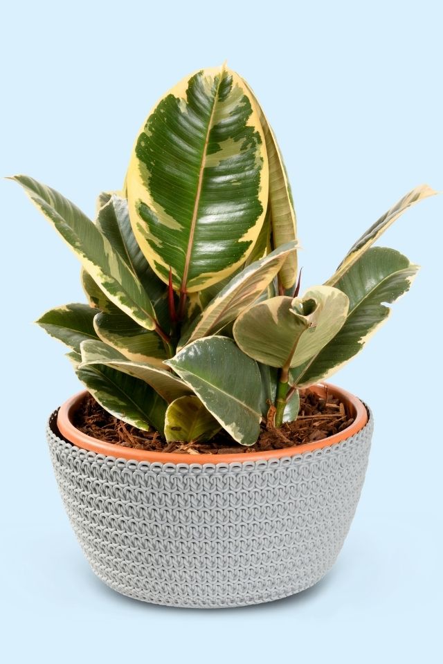 Ficus Tineke Rubber Plant