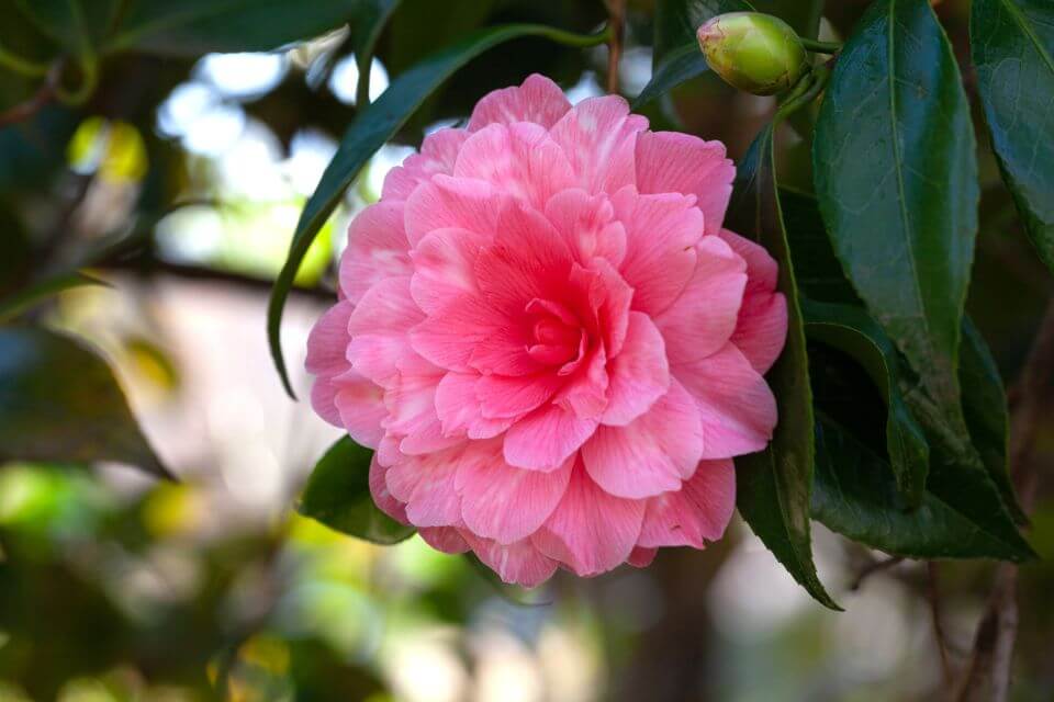 Camellia Plant