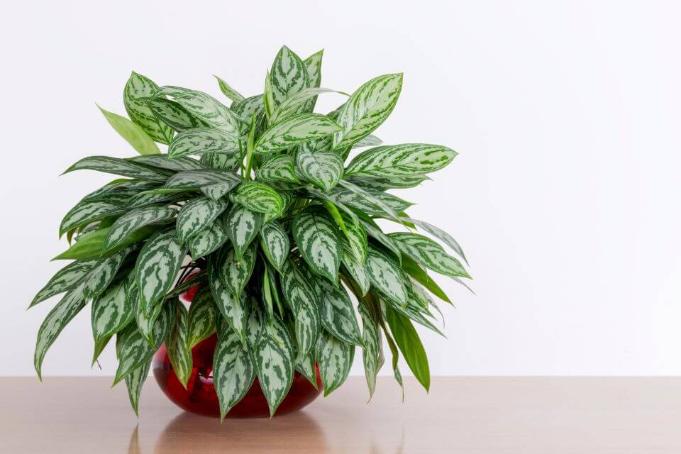 Chinese Evergreen Plant