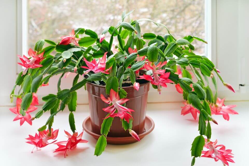 Christmas Cactus