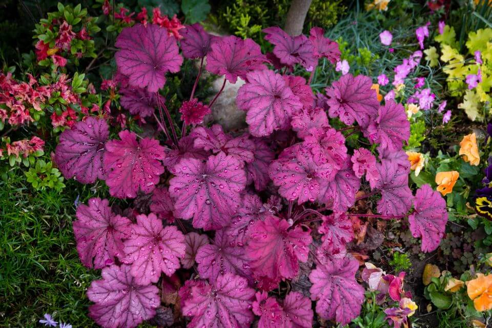 Coral Bells Plant