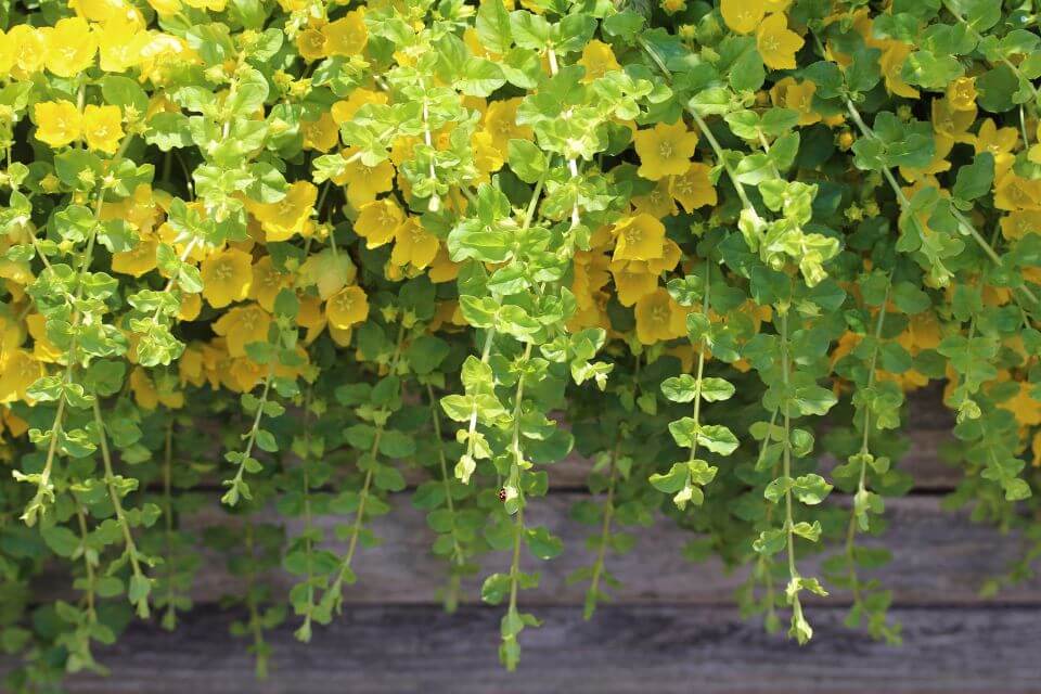 Creeping Jenny Plant