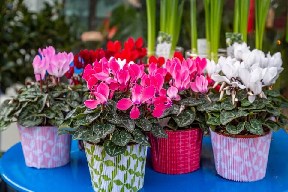 Cyclamen Plant