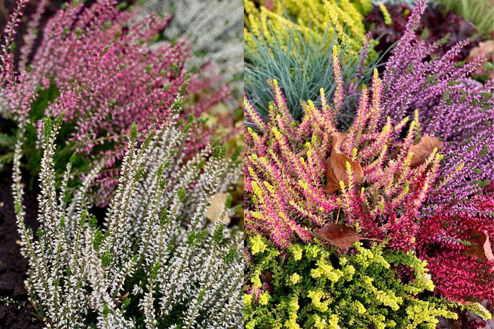 Erica Carnea Springwood