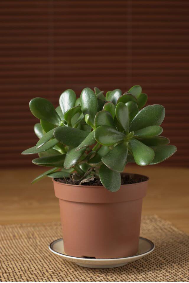 Pruning Jade Plant