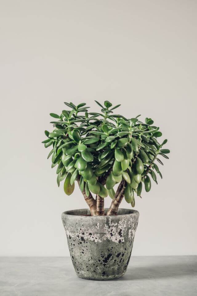 jade plant