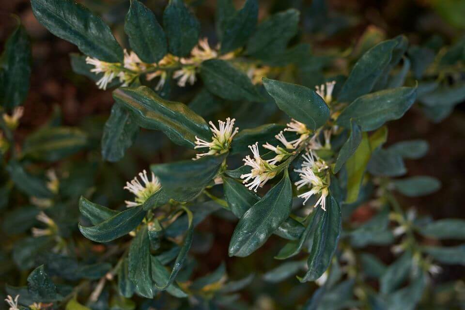 Sarcococca Confusa