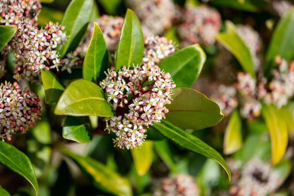 Skimmia Japonica