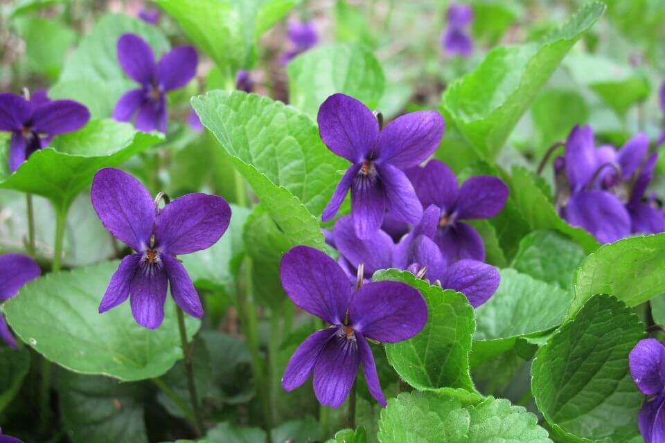 Viola Odorata