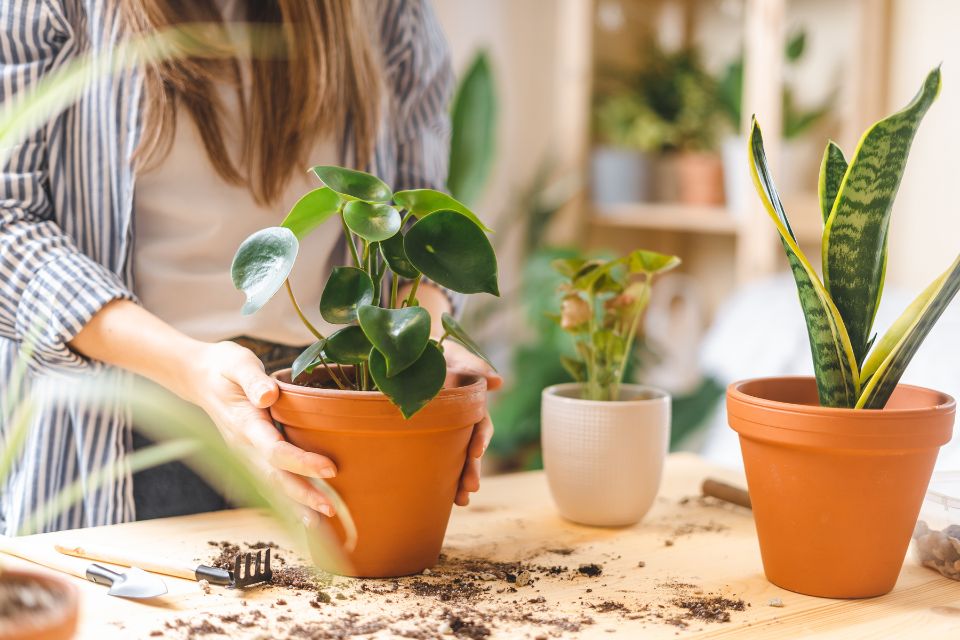 17 Best Winter Plants For Pots That Enhance Your Home Decor