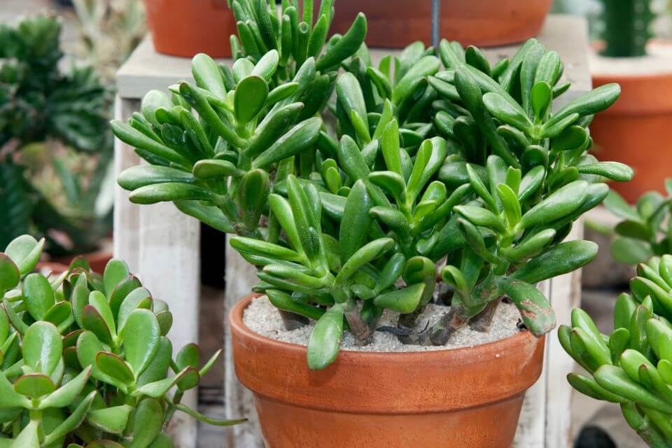 Pruning Jade Plant