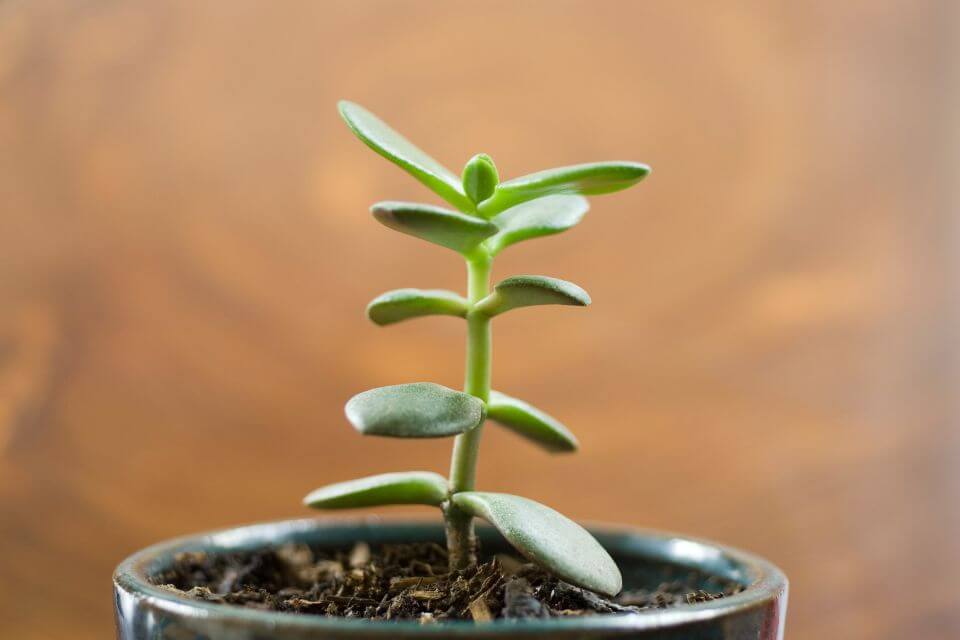 jade plant