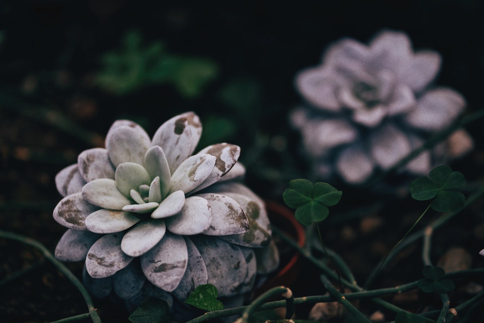 Large Succulent Plants