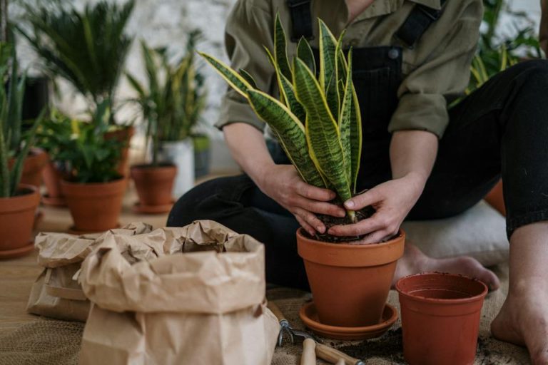 Ultimate Guide to Indoor Planter Pots: Benefits and Planting Ideas