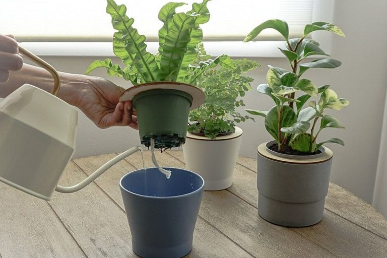 The Benefits of Self Watering Pots for Maximizing Plant Health