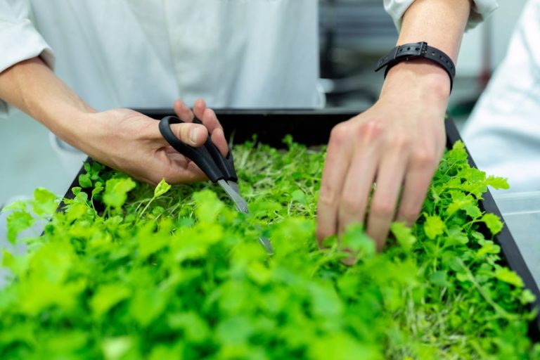 How to Create a Thriving Indoor Herb Garden in Small Spaces